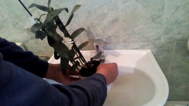 Orhidee. Ud, (hidratez) dendrobium. смотреть онлайн