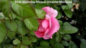 РОЗЫ сорта - шедевры, без недостатков! Крепкие побеги, крупные цветы, аромат!