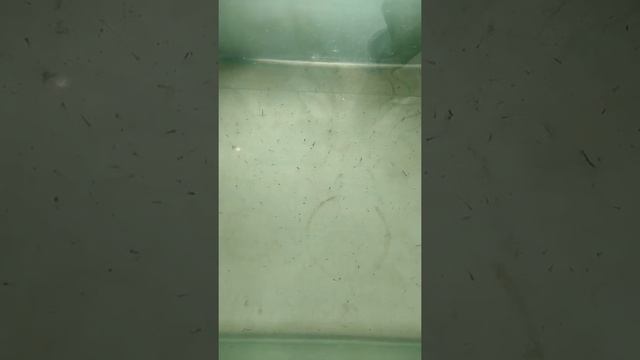 Кормление малька данио яйцом. смотреть онлайн