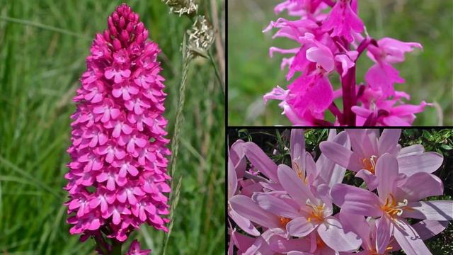 Un universo incantato di fiori смотреть онлайн