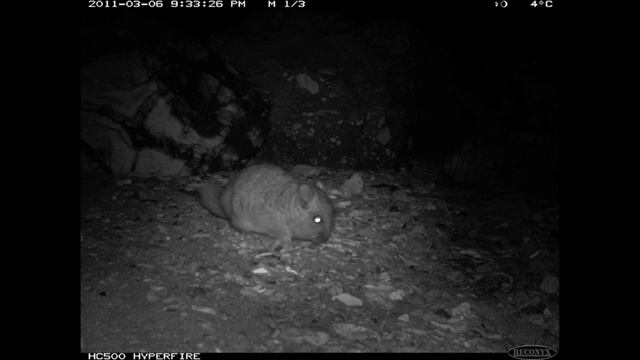 Виды шиншилл. Длиннохвостая и короткохвостая шиншилла. смотреть онлайн