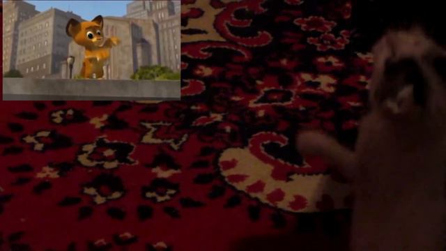 Кот - который возомнил себя Алексом. (Мадагаскар) #ОтСавельевича смотреть онлайн