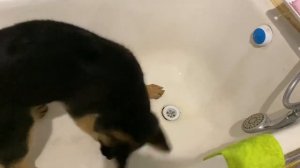 Смешное видео с собакой  Немецкая овчарка копает воду в ванне