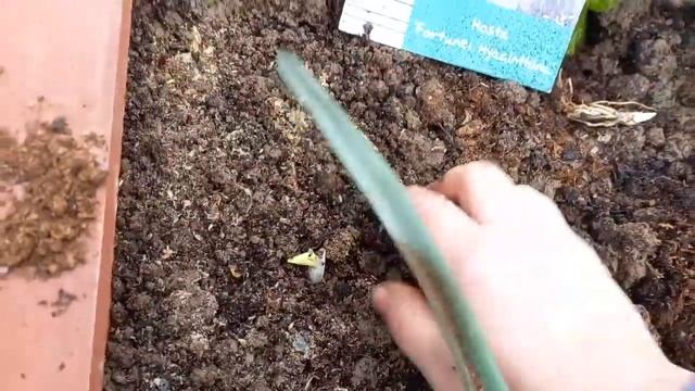 Посадка Хосты весной в открытый грунт. смотреть онлайн
