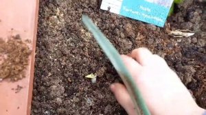 Посадка Хосты весной в открытый грунт.