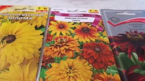 Рудбекия - Посев Пророщенными Семенами в Чашках Петри на Рассаду для Выращивания на Урале.