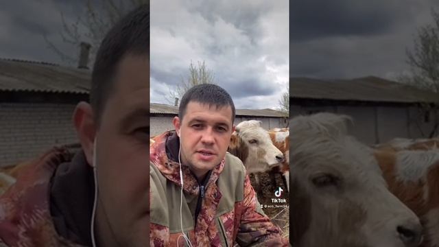 Shorts бычки на откорм и дорашивание смотреть онлайн