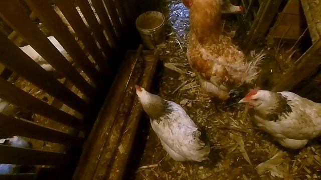 Як з курки зробити квочку ?.. ВИРОЩУВАННЯ КУРЕЙ. смотреть онлайн