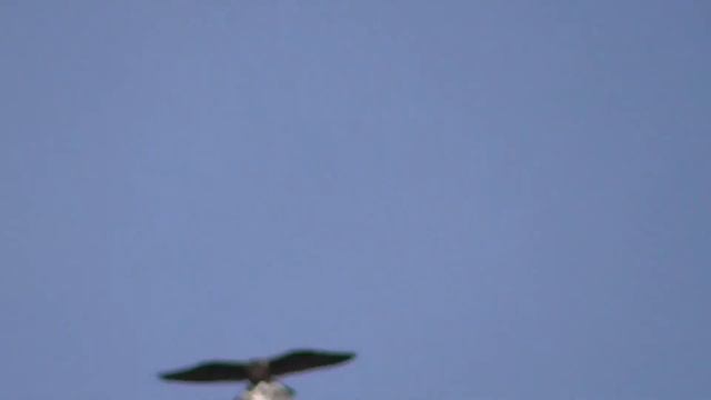 У наших голубей Жизнь очень коротка! На53 секунде он отрывает голубю. Our pigeons have a short life смотреть онлайн