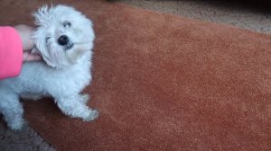 24 ЧАСА ТАЙНО ЖИВУ В ЧУЖОМ ДОМЕ С СОБАКОЙ БИЛЛИ