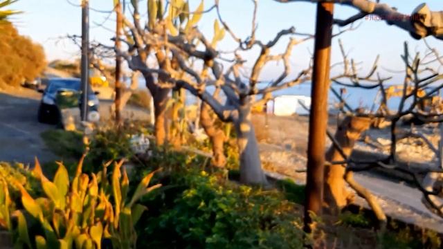 Как правильно есть устрицы смотреть онлайн