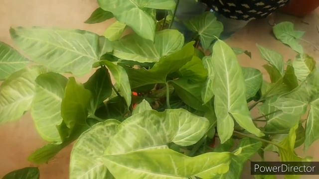Syngonium Pruning and Dressing to groom it for indoors// Arrowhead plant a wonderful air purifier смотреть онлайн
