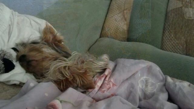 HAPPY BIRTHDAY MY LOVELY BOY???YOURKSHIRE TERRIER BONNY 5 YEARS??? смотреть онлайн