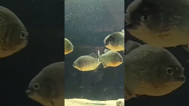 очень опасные рыбы хищники пираньи большой стая ??️ смотреть онлайн