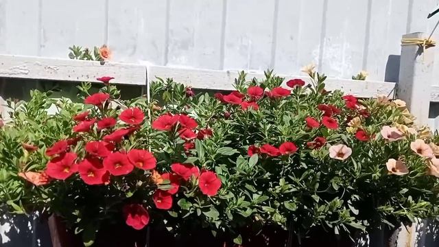 ?От добра ,добра не ждите.?Предательский поступок.? смотреть онлайн