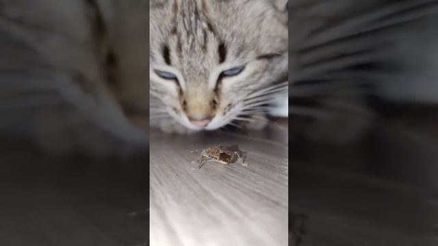 А с жуком вонючкой можно играть?! смотреть онлайн