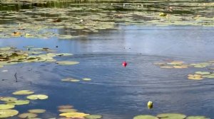 Ловим щука на поплавочную удочку