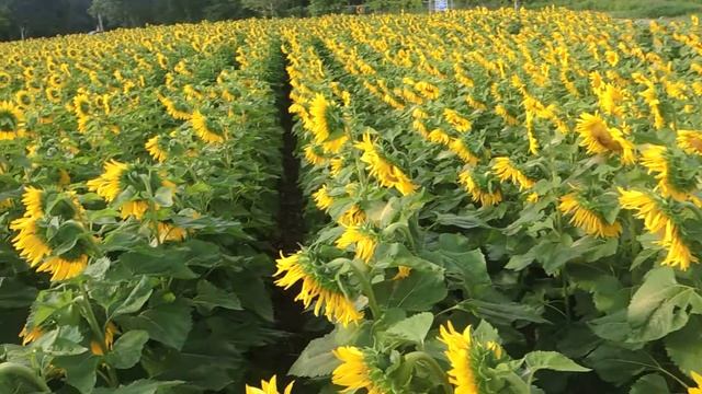 Sunflowers in Hamilton смотреть онлайн