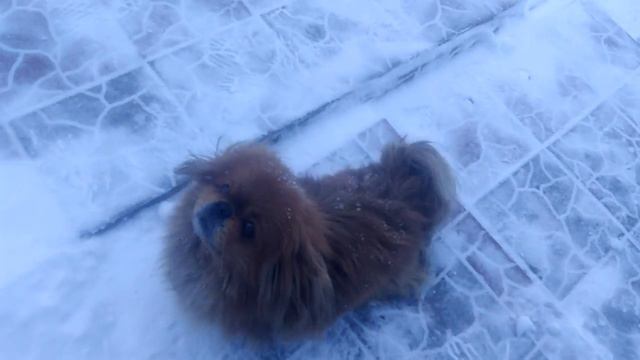 Собака Боня танцует. Dogs Bonya A Play.