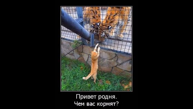 Веселые картинки. Приколы с дикими кошками. Смешные хищные кошки. смотреть онлайн