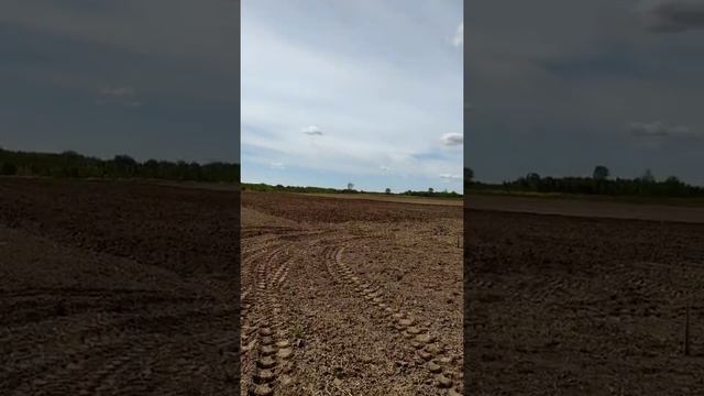 Картошка сорт "Вега". Будни. смотреть онлайн