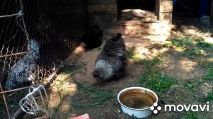 Кормление шёлковых кур от 0 и до взрослой курицы!