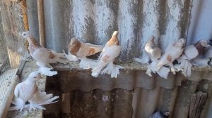 Голуби на продажу    Агараны