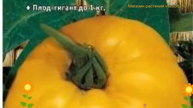 Томат обыкновенный Самохвал. Краткий обзор, описание характеристик, где купить семена смотреть онлайн