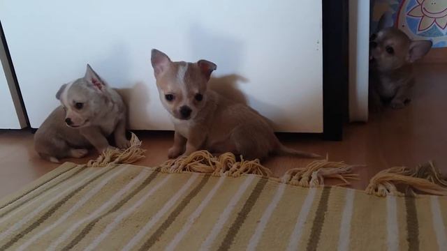 Щенки чихуахуа смотреть онлайн