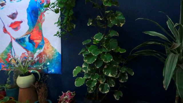 Aralia conchita / Geranio aralia/ ¡Hermosa y elegante planta alta de interior! смотреть онлайн