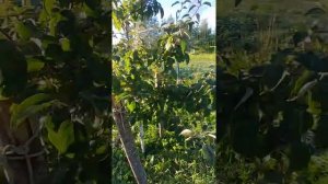 Сорта яблонь для ЛЕН ОБЛ. Белорусское сладкое. Хани крисп (honey crisp ) . Суслепское (малиновка)