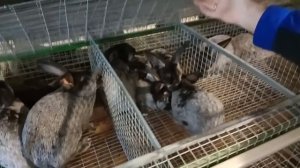 ОТКОРМ. Откормочная клетка для кроликов