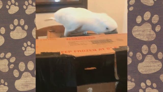 Смешное видео про ЖИВОТНЫХ попугай ПРИКОЛЫ С ОЗВУЧКОЙ смотреть онлайн