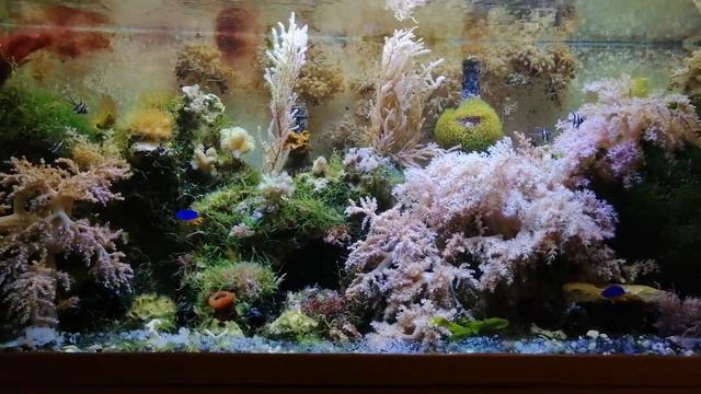 Кормление кораллов.