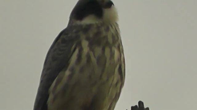 МОЛОДОЙ КОБЧИК НАНЁС ВИЗИТ АВТОРУ КАНАЛА (на дачу-огород) смотреть онлайн