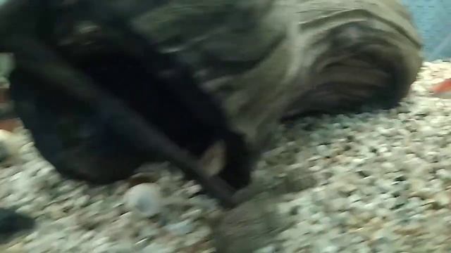 Пельвикахромисы помирились. смотреть онлайн