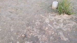 Рыбалка в Астрахани на реке Бузан