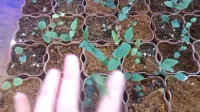 Сеянцы клематиса маньчжурского. смотреть онлайн