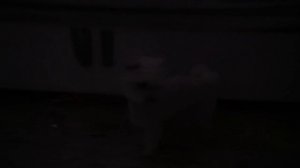 НОВОГОДНЯЯ ИСТОРИЯ УЖАСОВ! КОТЫ ПРОВЕЛИ НОЧЬ ПОД ЁЛКОЙ И УВИДЕЛИ СТРАШНОЕ...