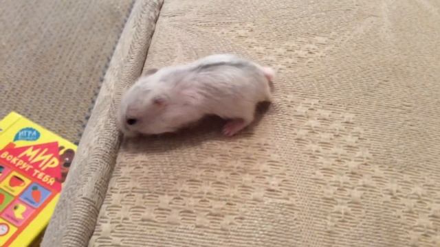 Милый белый джунгарский хомячок смотреть онлайн