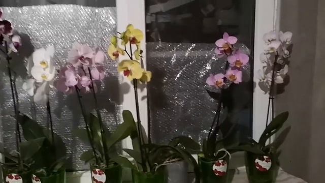 Орхидеи - рву листья, поливаю, актара в горшок - цыплята для улыбки