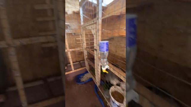 Гон у енотов смотреть онлайн