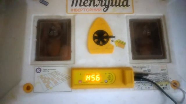 инкубация гусиных яиц. 5 марта 2022 смотреть онлайн