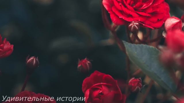 Домработница застыла на месте, увидев на фотографии в богатом особняке родное лицо, очень похожее..