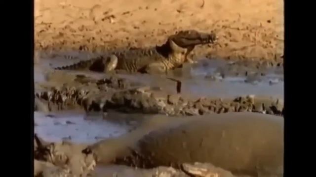 Giant anaconda attacks - Anaconda vs crocodile - Python vs Alligator compilation 2016 – Gabel смотреть онлайн