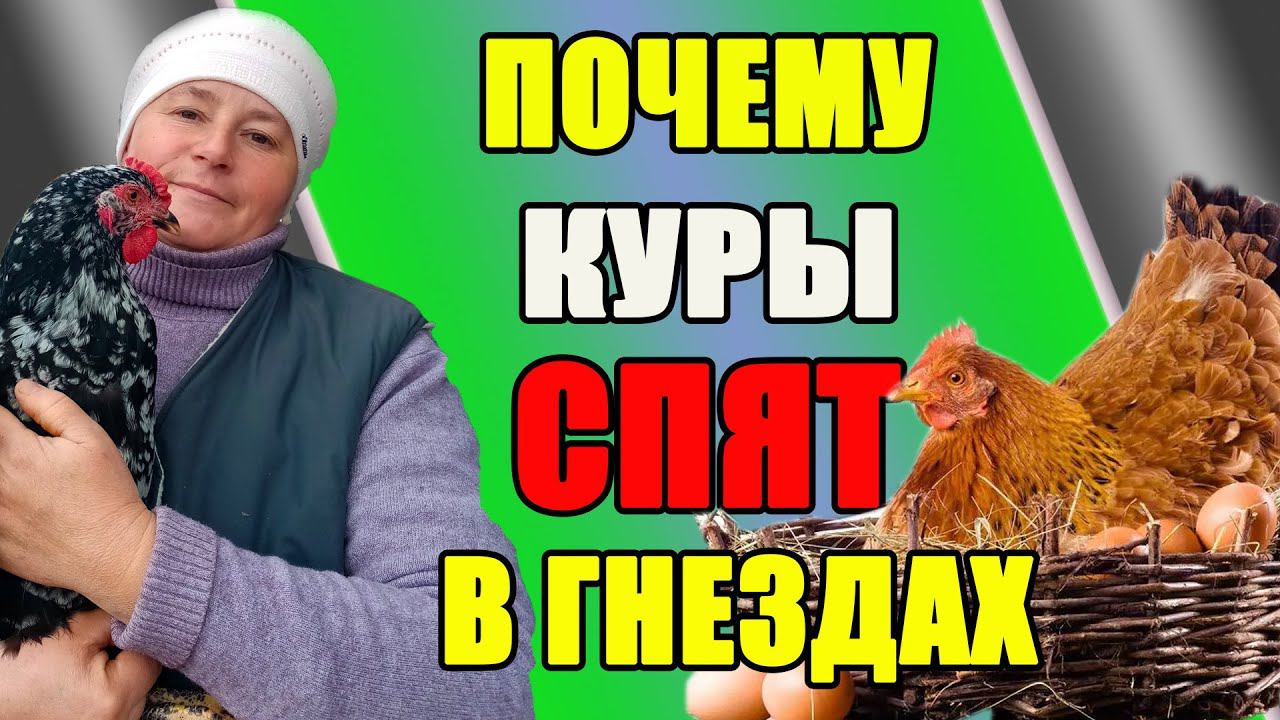 Как отучить кур спать в гнездах. Причины и мои решения. смотреть онлайн