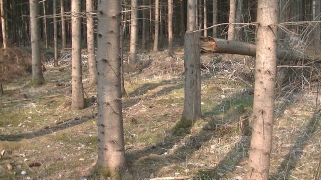 Открываем дачный сезон, жарим шашлыки 2019. Наводим порядок. смотреть онлайн