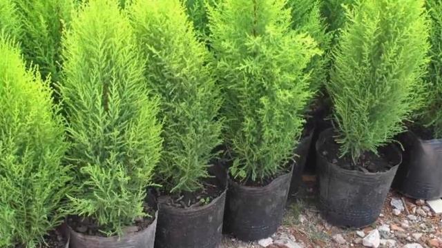 Пересадка комнатного кипариса. Как, куда и когда пересаживать кипарис. смотреть онлайн