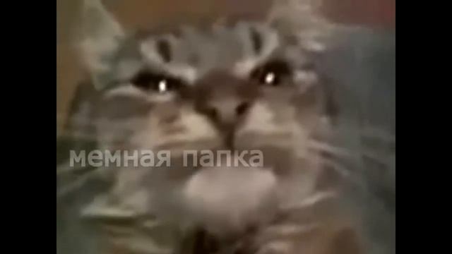 Кит ты маму маф под фонг смотреть онлайн