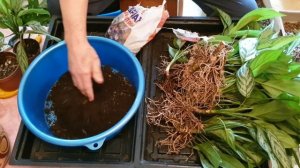 Аглаонема. Размножение делением куста, часть 1-я.